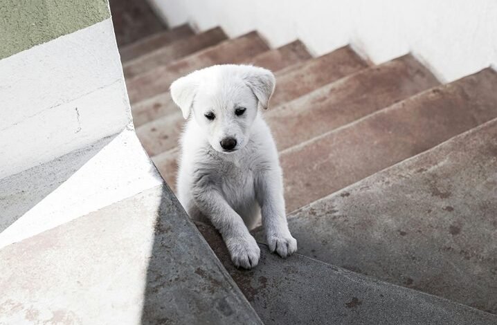 create dog little alchemy