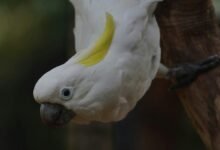 intelligence dossier for individuals