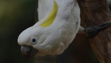 intelligence dossier for individuals