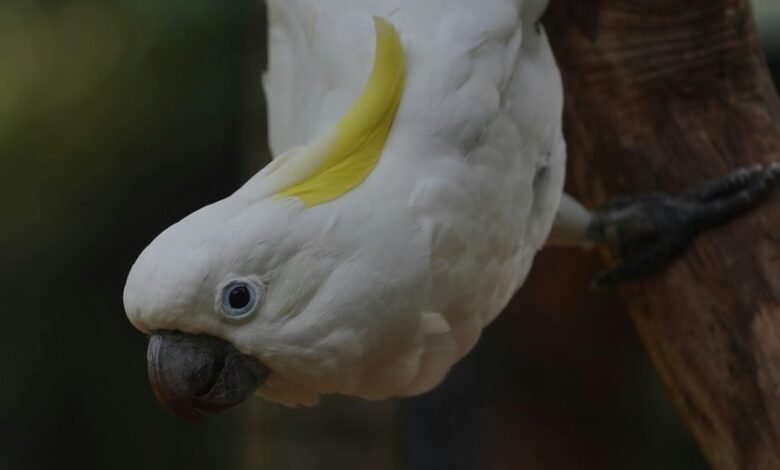 intelligence dossier for individuals