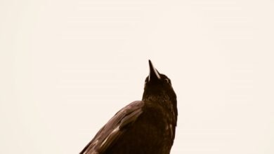 organisational intelligence impact summary